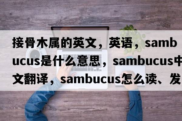 接骨木屬的英文，英語(yǔ)，sambucus是什么意思，sambucus中文翻譯，sambucus怎么讀、發(fā)音、用法及例句