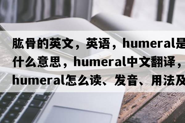 肱骨的英文，英語(yǔ)，humeral是什么意思，humeral中文翻譯，humeral怎么讀、發(fā)音、用法及例句