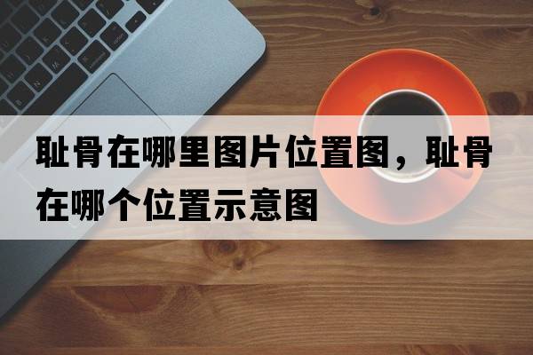 恥骨在哪里圖片位置圖，恥骨在哪個(gè)位置示意圖