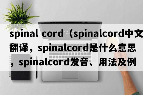 spinal cord（spinalcord中文翻譯，spinalcord是什么意思，spinalcord發(fā)音、用法及例句）