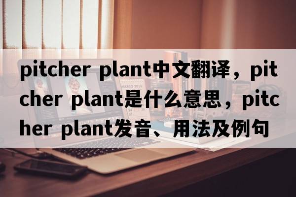 pitcher plant中文翻譯，pitcher plant是什么意思，pitcher plant發(fā)音、用法及例句